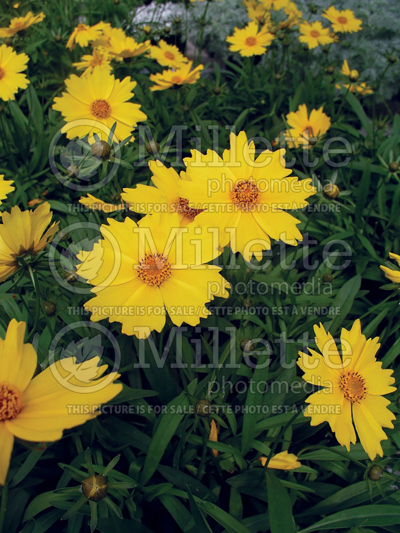 Coreopsis Flying Saucers or Walcoreop (Tickseed) 2 