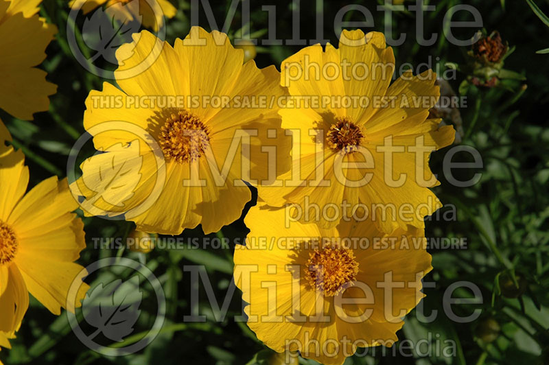 Coreopsis Flying Saucers or Walcoreop (Tickseed) 1 