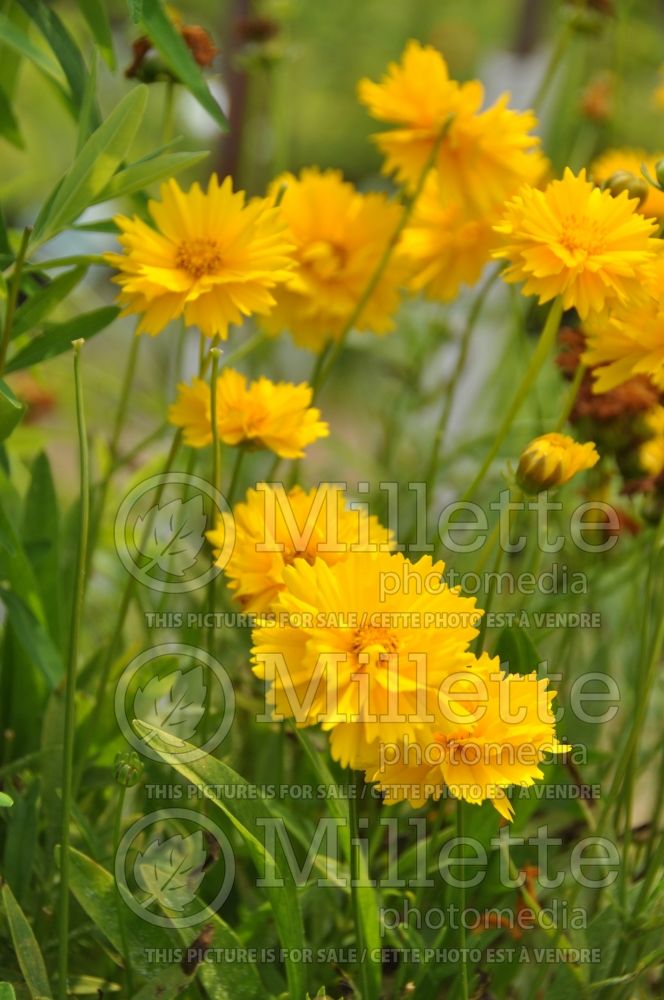 Coreopsis Santa Fe (Tickseed) 1 