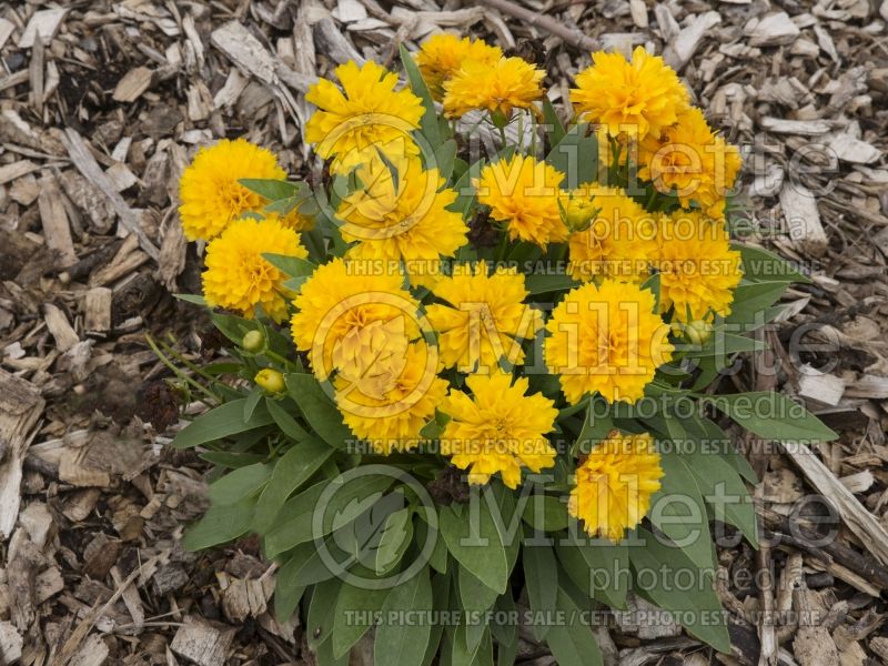 Coreopsis Solanna Golden Sphere or Golden Ball (Tickseed) 2 