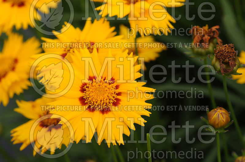 Coreopsis Sunfire (Tickseed) 2