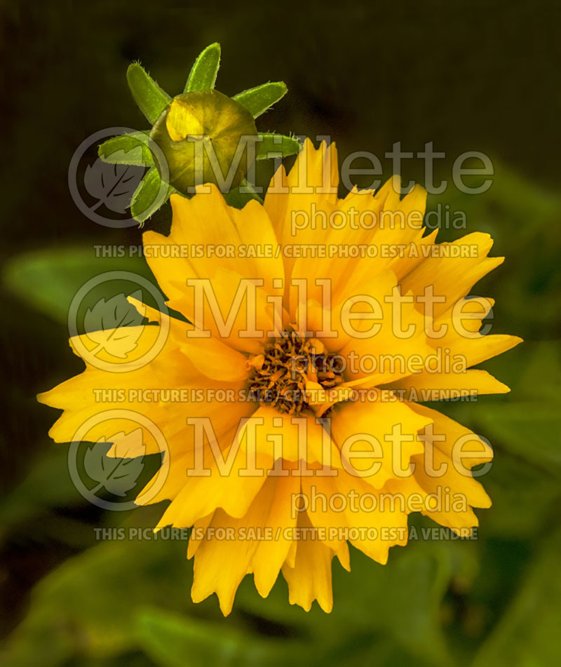 Coreopsis Sunray (Tickseed) 5