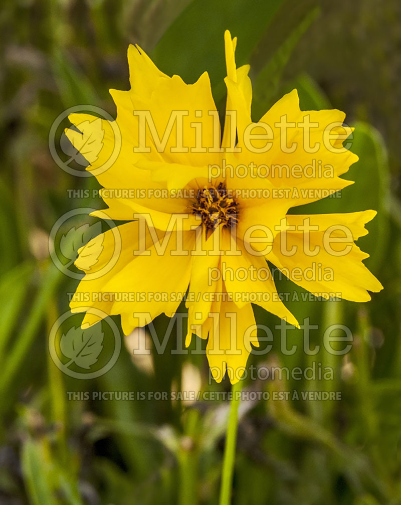 Coreopsis Sunray (Tickseed) 6