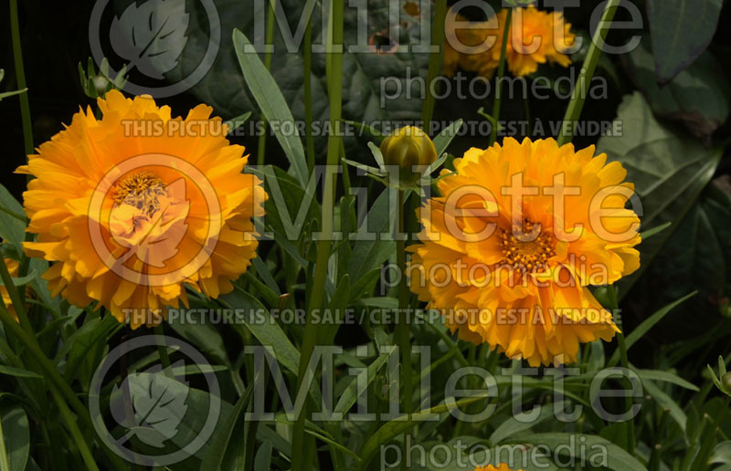 Coreopsis Sunray (Tickseed) 1