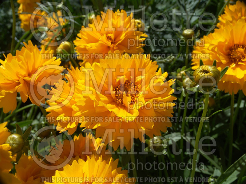 Coreopsis Sunray (Tickseed) 3