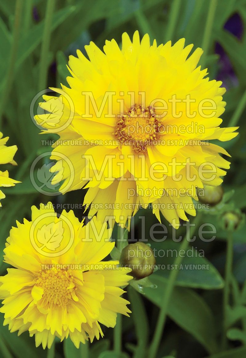 Coreopsis Sunray (Tickseed) 4