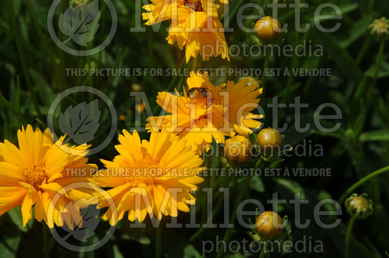 Coreopsis Sun Up (Tickseed) 1