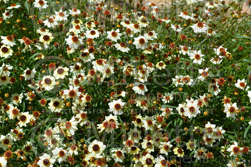 Coreopsis Highland Money (Tickseed) 1