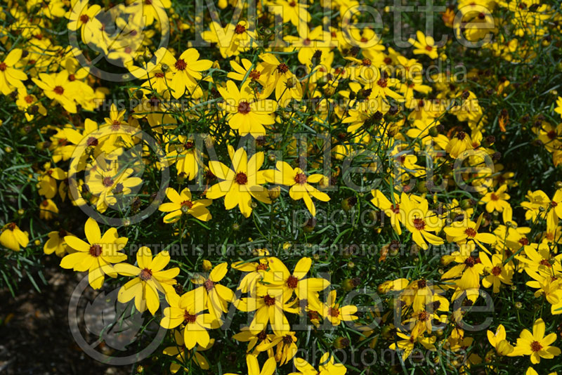 Coreopsis Imperial Sun (Tickseed) 1