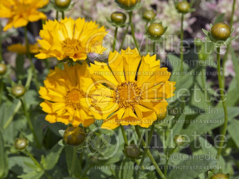 Coreopsis Jethro Tull (Tickseed) 2