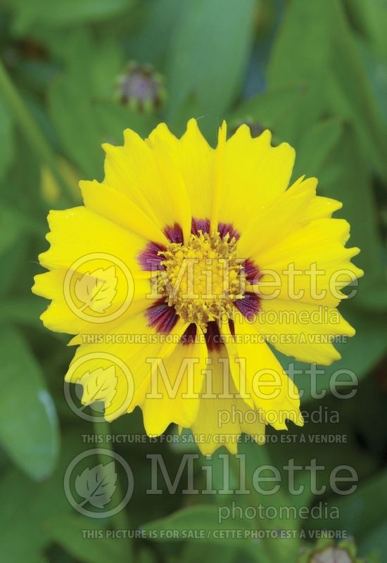 Coreopsis Walter (Tickseed) 1