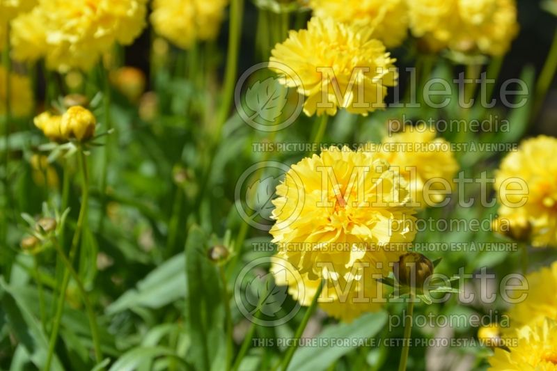 Coreopsis Leading Lady Charlize (Tickseed) 2