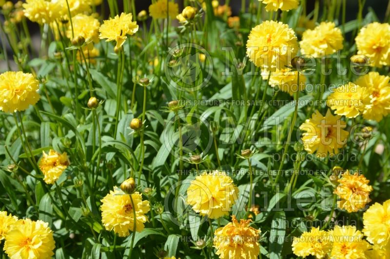 Coreopsis Leading Lady Charlize (Tickseed) 3