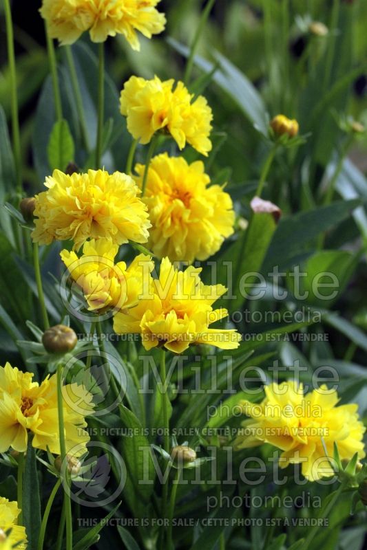 Coreopsis Leading Lady Charlize (Tickseed) 1