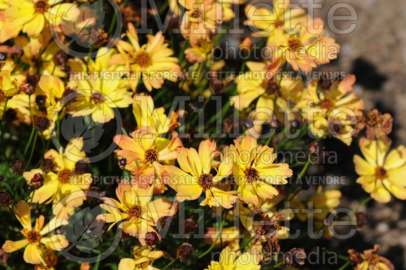 Coreopsis Lemon Punch (Tickseed) 1