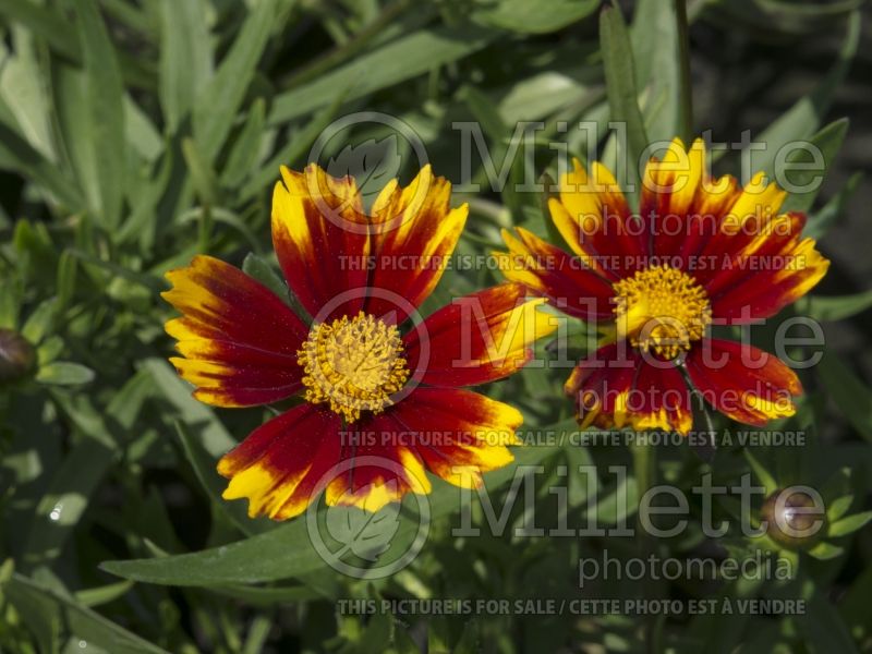 Coreopsis Li'l Bang Daybreak (Tickseed) 2