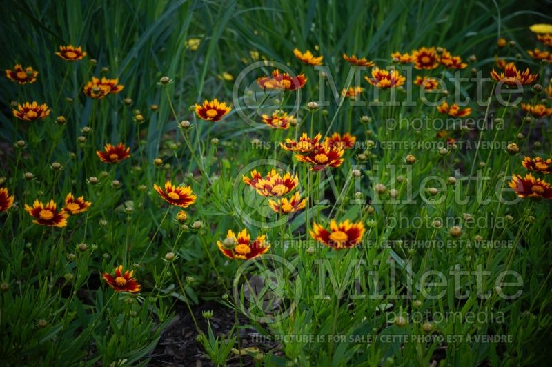 Coreopsis Li'l Bang Daybreak (Tickseed) 3