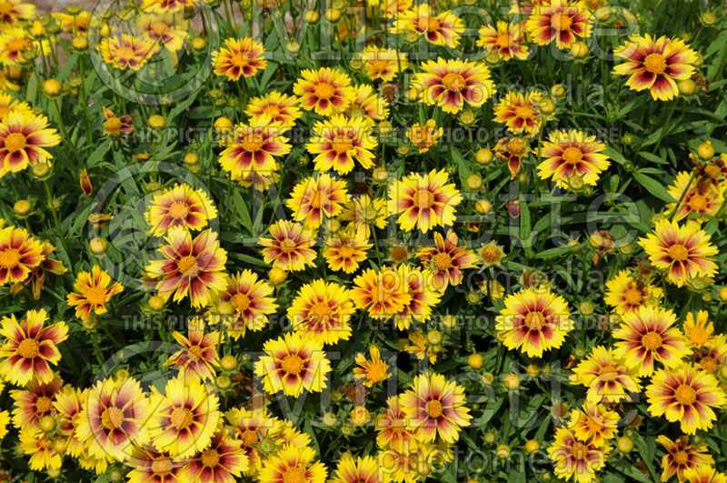 Coreopsis Li’l Bang Enchanted Eve (Tickseed) 1