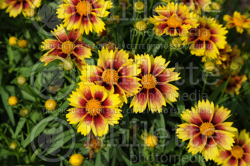 Coreopsis Li’l Bang Enchanted Eve (Tickseed) 2