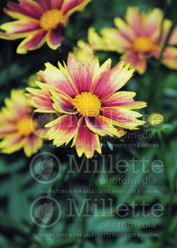 Coreopsis Li’l Bang Enchanted Eve (Tickseed) 3