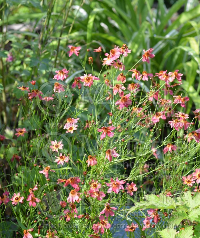 Coreopsis Limerock Dream (Tickseed) 1