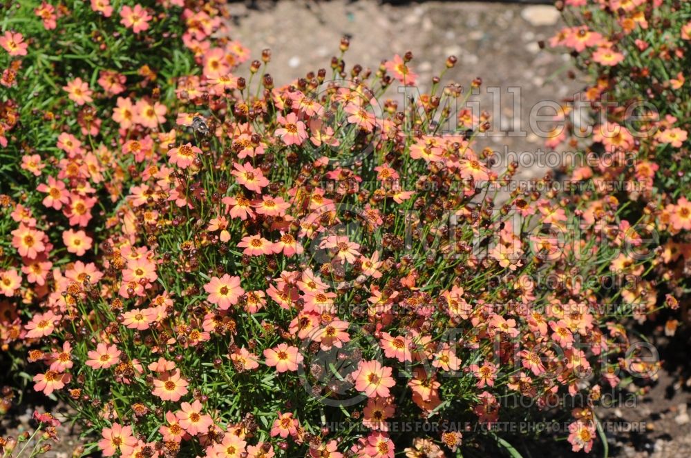 Coreopsis Little Penny (Tickseed) 1