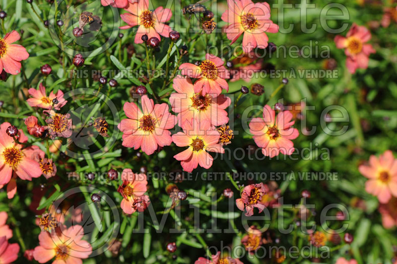 Coreopsis Little Penny (Tickseed) 2