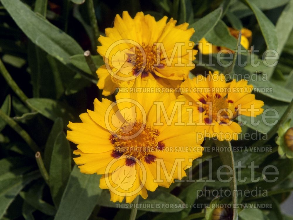 Coreopsis Walter (Tickseed) 2