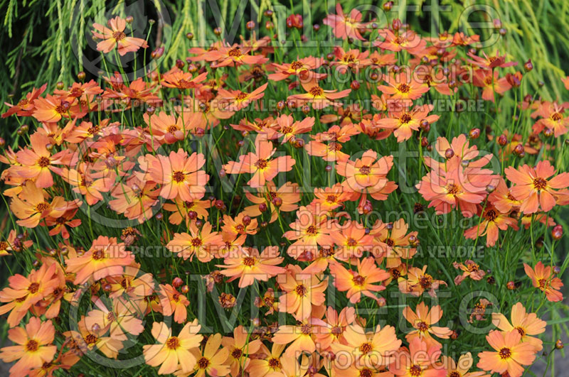 Coreopsis Mango Punch (Tickseed) 1