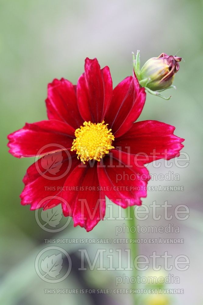 Coreopsis Big Bang Mercury Rising (Tickseed) 3