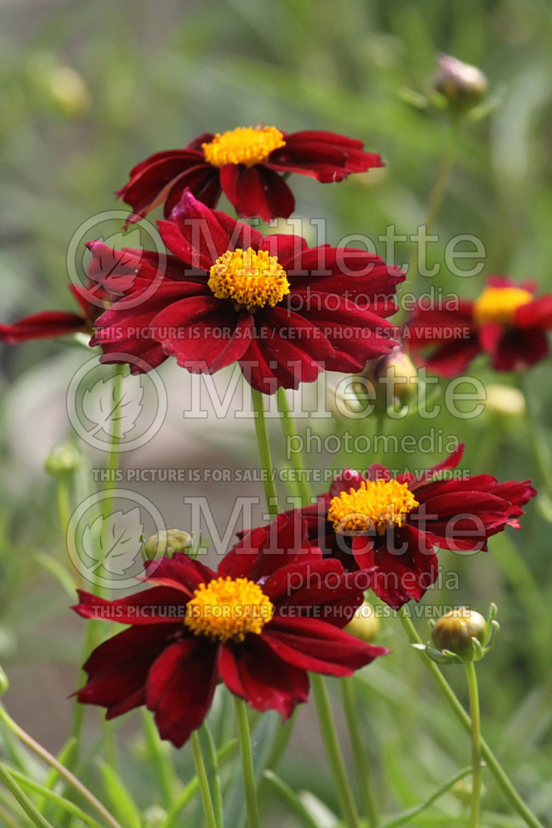 Coreopsis Big Bang Mercury Rising (Tickseed) 1