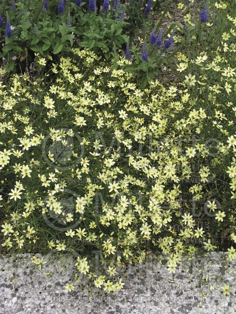 Coreopsis Moonbeam (Tickseed) 7 