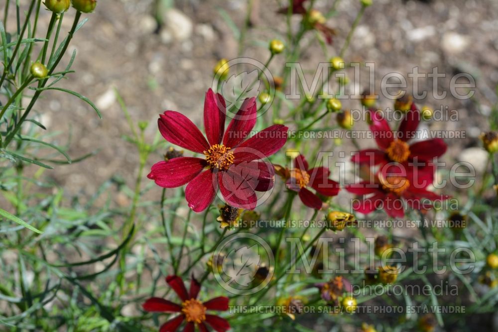 Coreopsis Red Satin aka Permathread (Tickseed) 1