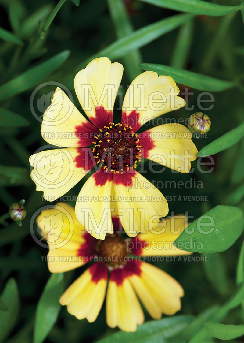 Coreopsis Pineapple Pie (Tickseed) 1