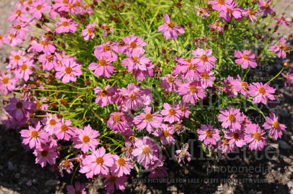 Coreopsis Pink Lemonade (Tickseed) 1