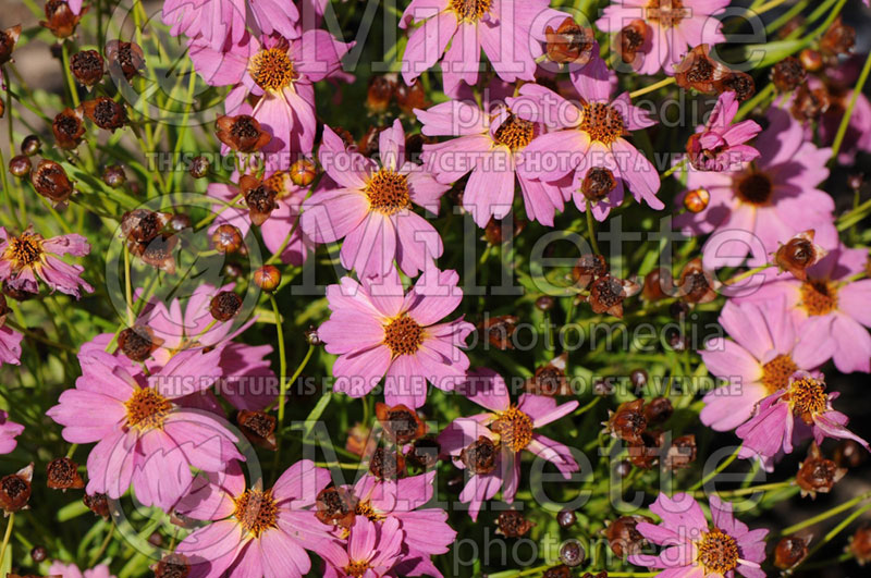 Coreopsis Pink Lemonade (Tickseed) 2