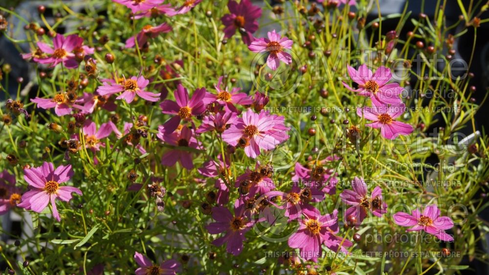 Coreopsis Pink Lemonade (Tickseed) 3