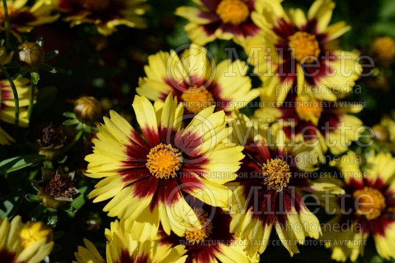 Coreopsis Uptick Gold & Bronze (Tickseed) 1