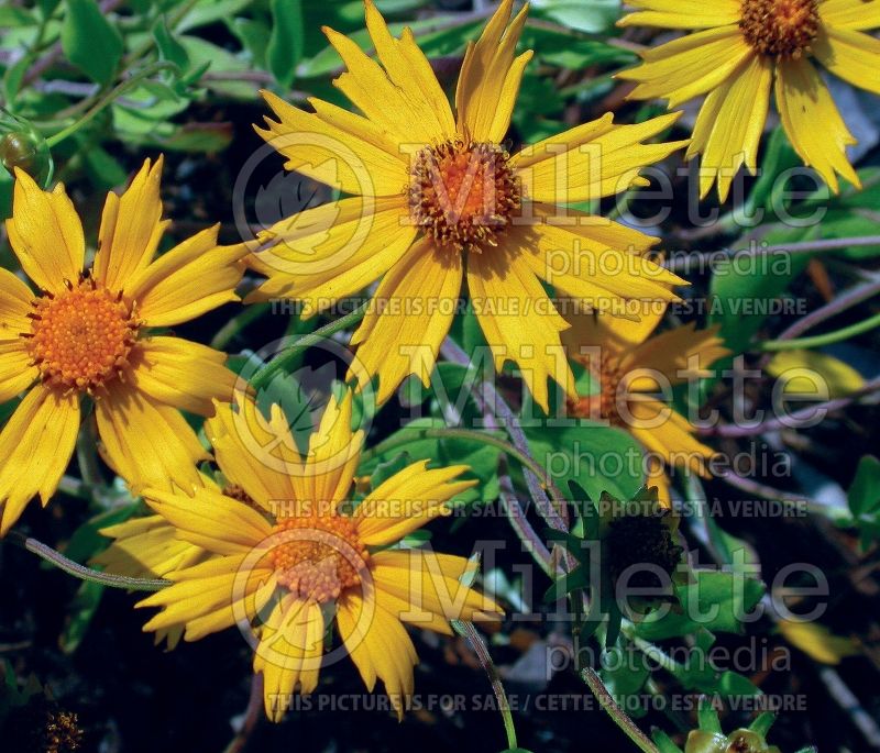 Coreopsis Sunshine Superman (Tickseed) 1