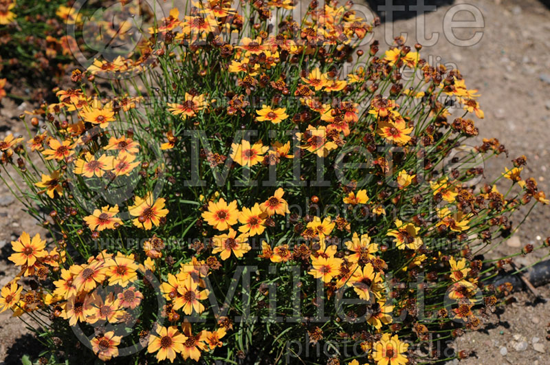 Coreopsis Pumpkin Pie (Tickseed) 1