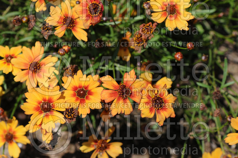 Coreopsis Pumpkin Pie (Tickseed) 2