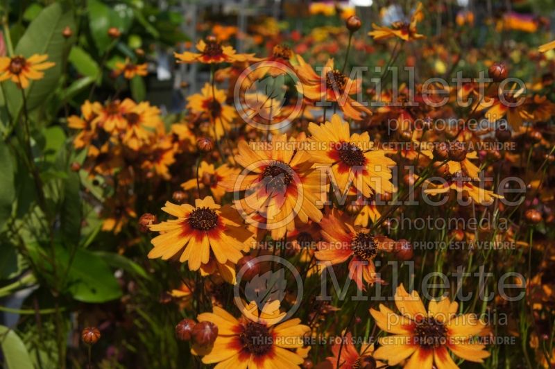 Coreopsis Pumpkin Pie (Tickseed) 3