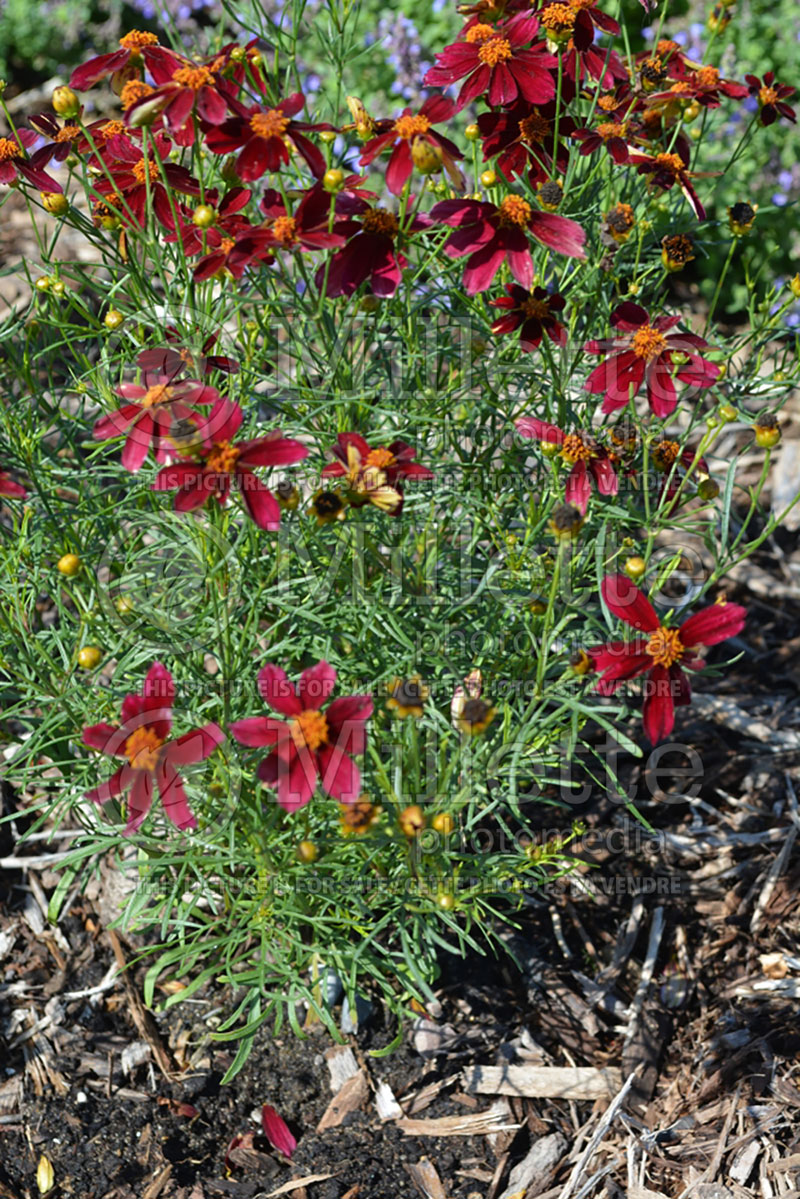 Coreopsis Red Satin aka Permathread (Tickseed) 2