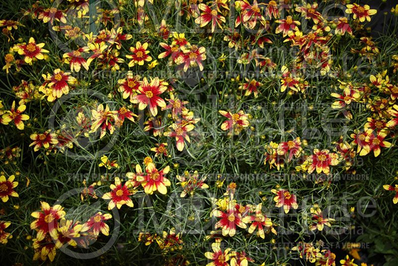 Coreopsis Route 66 (Tickseed) 5