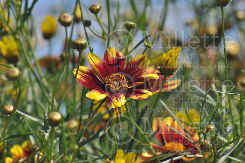 Coreopsis Route 66 (Tickseed) 3