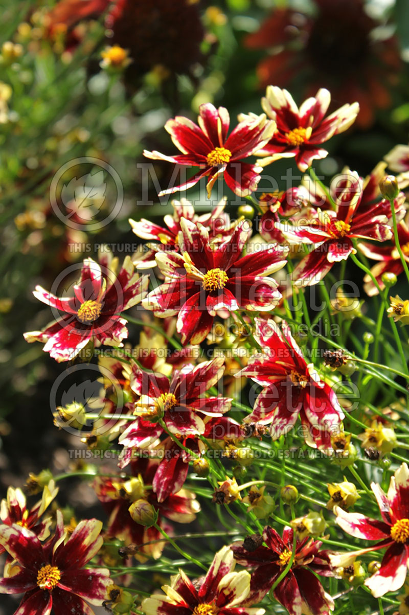 Coreopsis Ruby Frost (Tickseed) 1