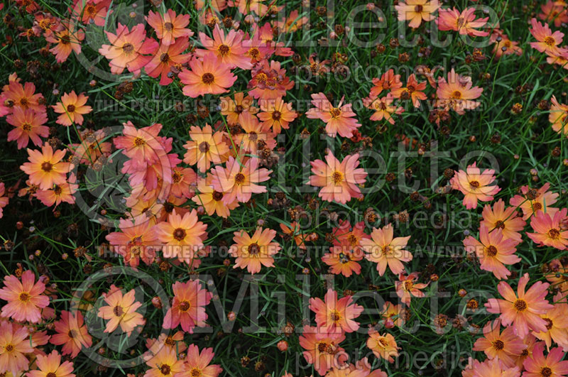 Coreopsis Rum Punch (Tickseed) 1