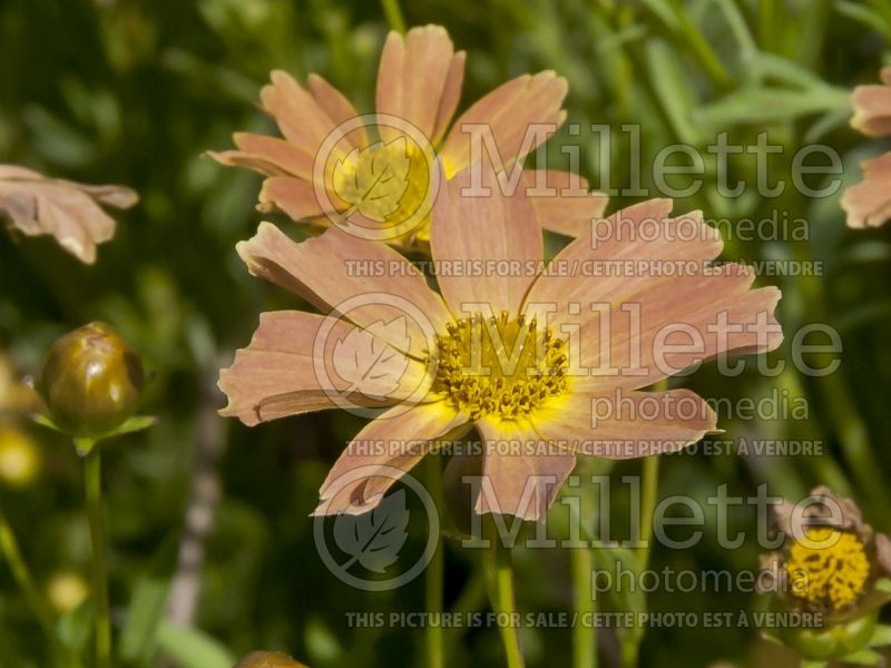 Coreopsis Sienna Sunset (Tickseed) 3 