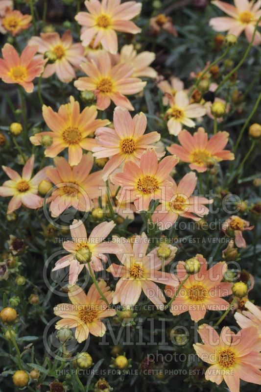 Coreopsis Sienna Sunset (Tickseed) 7 