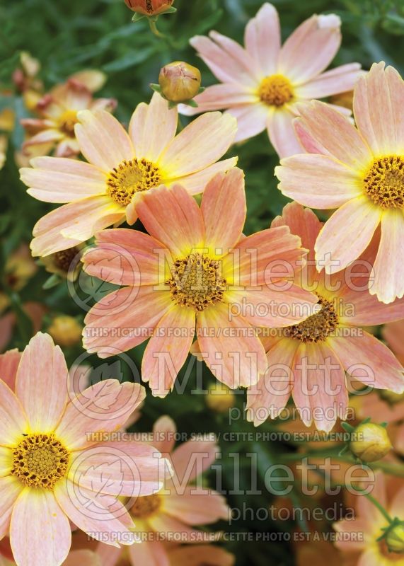 Coreopsis Sienna Sunset (Tickseed) 8 